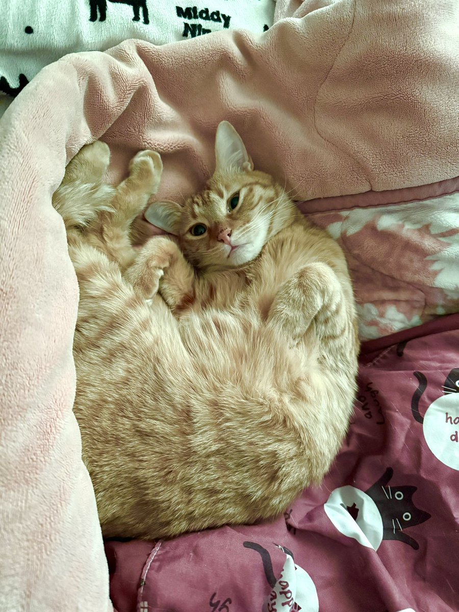 にゃんねこ25匹の猫生活 (@22nekosan) / Posts / X