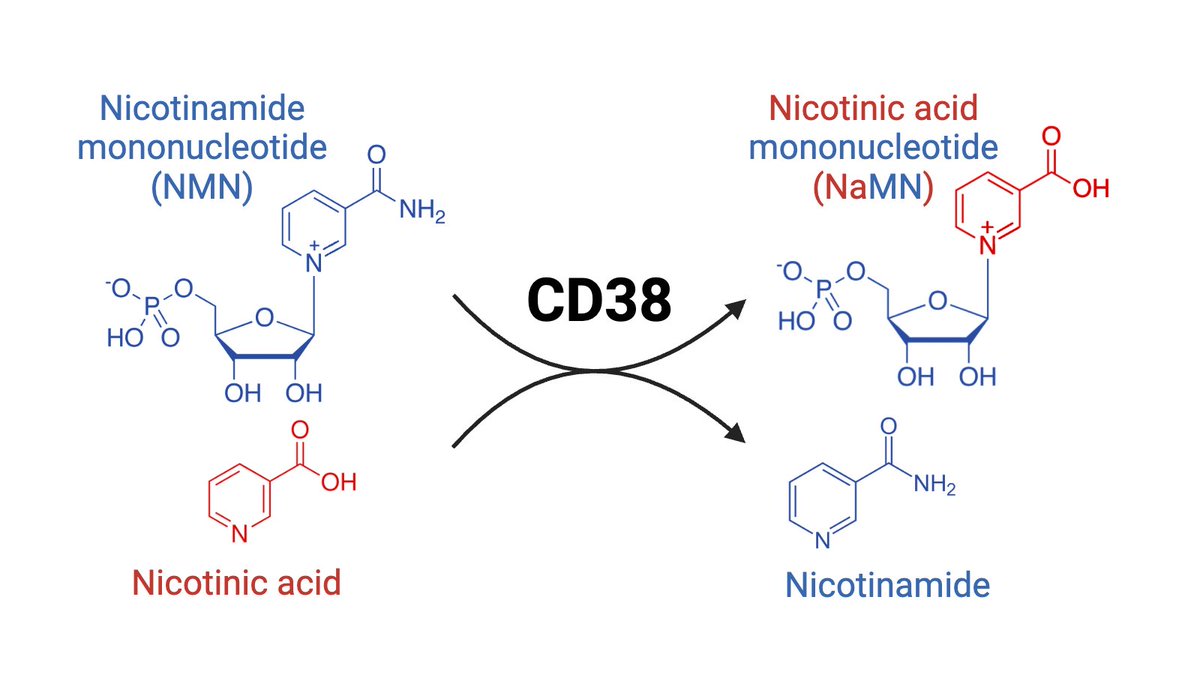 Lindsay Wu (@lindsaywu_unsw) on Twitter photo Proud to share the latest from us, out now in <a href="/jbiolchem/">Journal of Biological Chemistry</a>: we find a new mechanism for crossover between the salvage and Preiss-Handler pathways of NAD+ synthesis, through a new CD38 base exchange reaction that converts NMN to NaMN.
jbc.org/article/S0021-… Proud to share the latest from us, out now in <a href="/jbiolchem/">Journal of Biological Chemistry</a>: we find a new mechanism for crossover between the salvage and Preiss-Handler pathways of NAD+ synthesis, through a new CD38 base exchange reaction that converts NMN to NaMN.
jbc.org/article/S0021-…