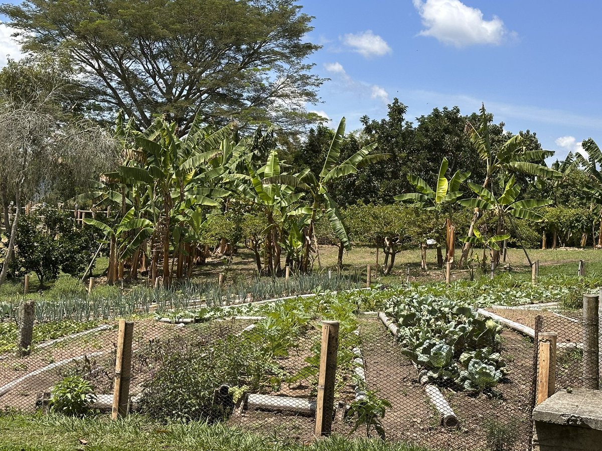 ccampocuello's tweet photo. Jardines comestibles. De estos el mundo necesita muchos. 730 millones de personas no se alimentaron hoy y Colombia no es la excepción con más de 13 millones. Somos un circuito corto de alimentación. Panaca Hace el bien haciéndolo bien, desde el poder de lo simple . @WFP_Colombia https://t.co/Yn28Y5Q9Qp