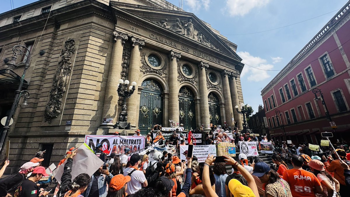 Marcha por el #DerechoDeLosAnimales 🧡 02/02/25