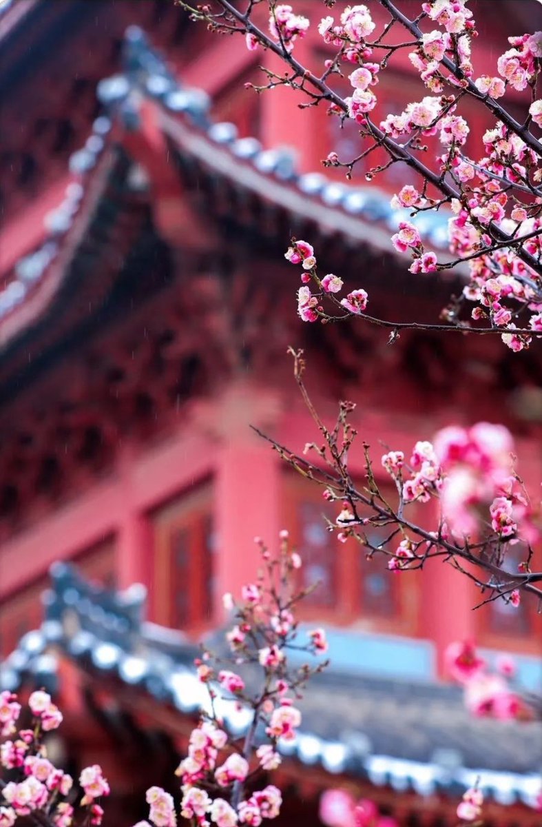 ZiboOfficial's tweet image. #StartofSpring, the first #SolarTerm of the year, begins today! This marks the arrival of #spring, as nature awakens with greenery and vitality. Days grow longer, temperatures rise, and the world comes alive with renewed energy. 🌱🌿☘️🌺🌼  #24SolarTerms