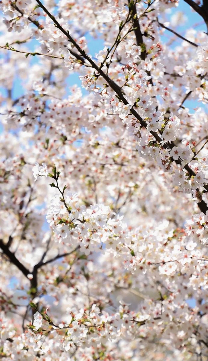 ZiboOfficial's tweet image. #StartofSpring, the first #SolarTerm of the year, begins today! This marks the arrival of #spring, as nature awakens with greenery and vitality. Days grow longer, temperatures rise, and the world comes alive with renewed energy. 🌱🌿☘️🌺🌼  #24SolarTerms