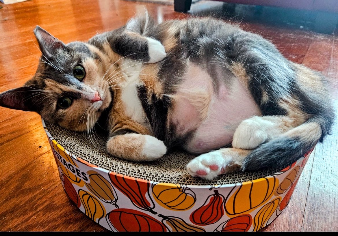 BUTTER BEAN FROM GAS STATION   SHE WAS BEING STALKED BY COYOTES 🙀❤️