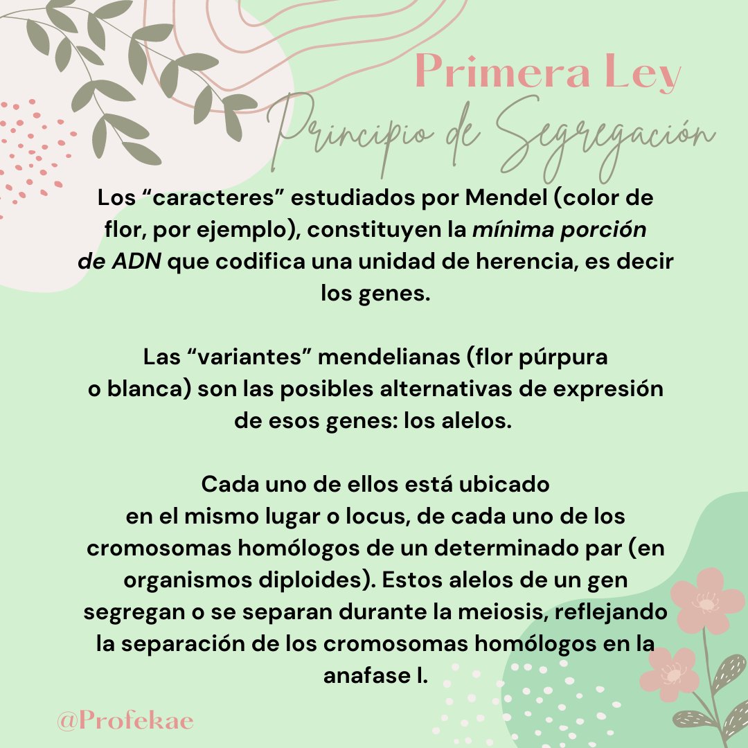 profekae's tweet photo. La Primera Ley de Mendel nos enseña que los rasgos se heredan de manera predecible y que los alelos no se mezclan, sino que se separan. ¡Un descubrimiento revolucionario que cambió nuestra comprensión de la herencia! 🧬✨
¿Qué te parece?👇 ¿Te gustaría saber más sobre genética? https://t.co/tBDJad4AKT