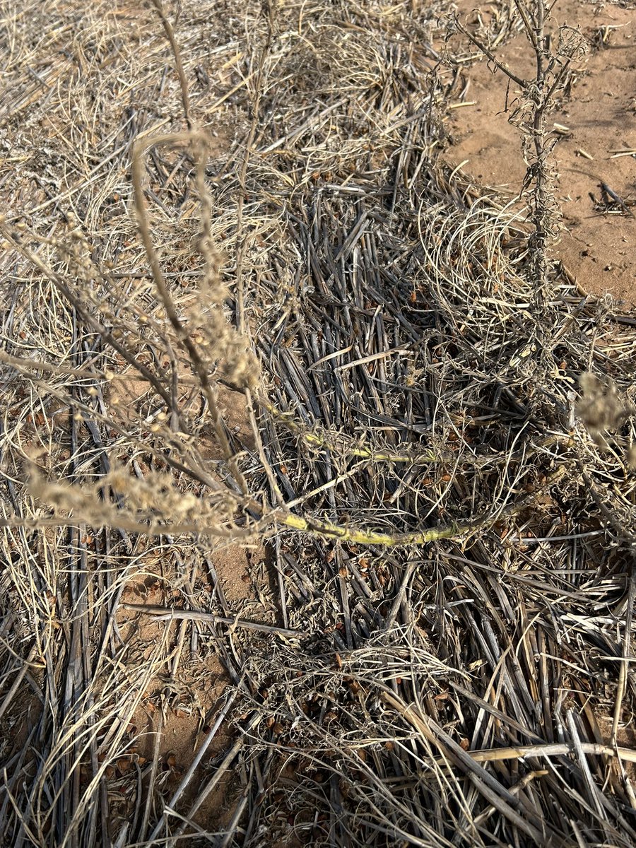 NineMileFarm tweet media