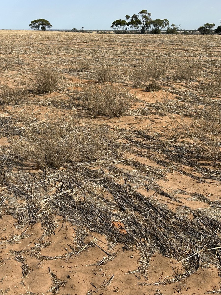 NineMileFarm tweet media