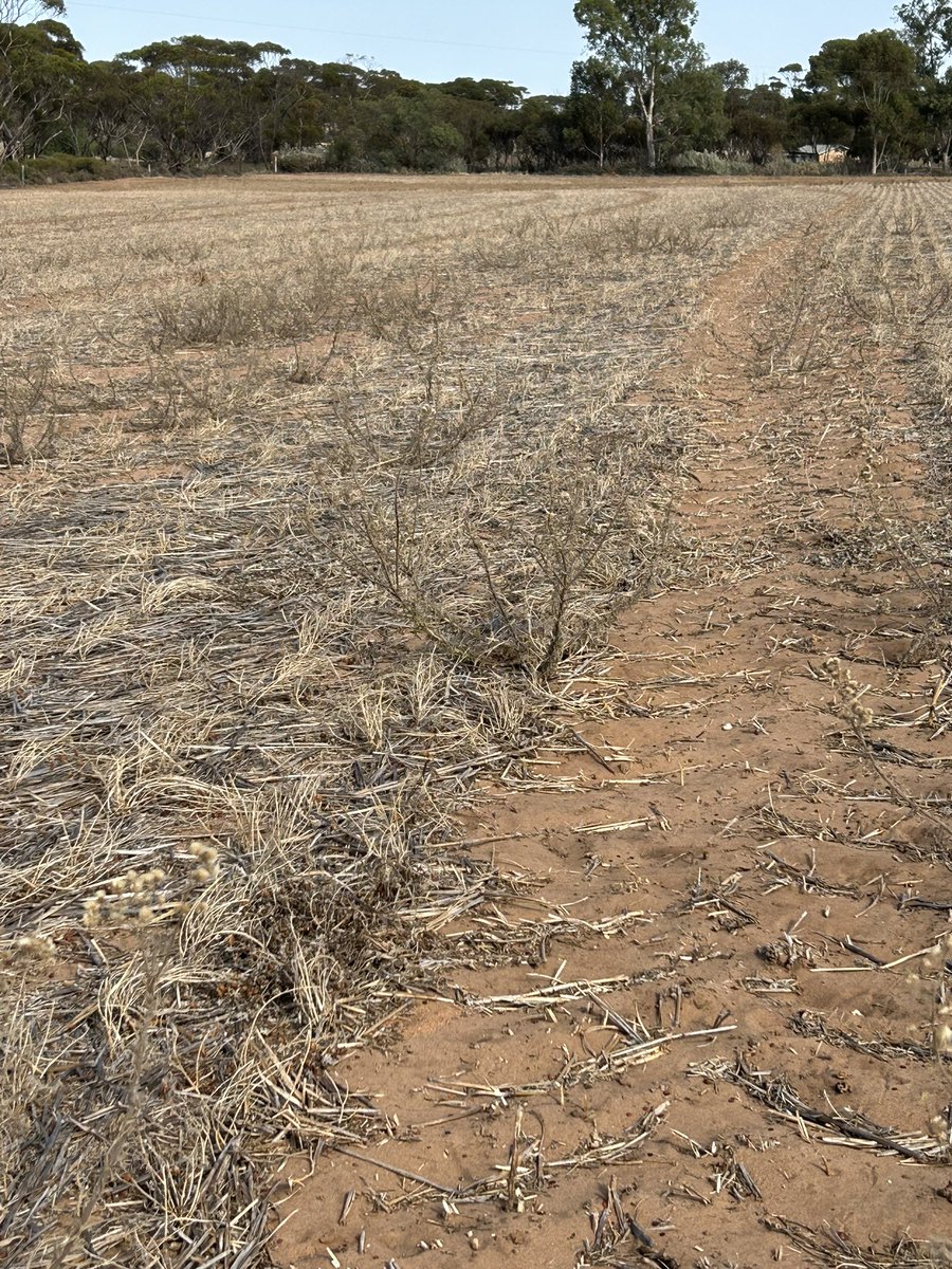 NineMileFarm tweet media