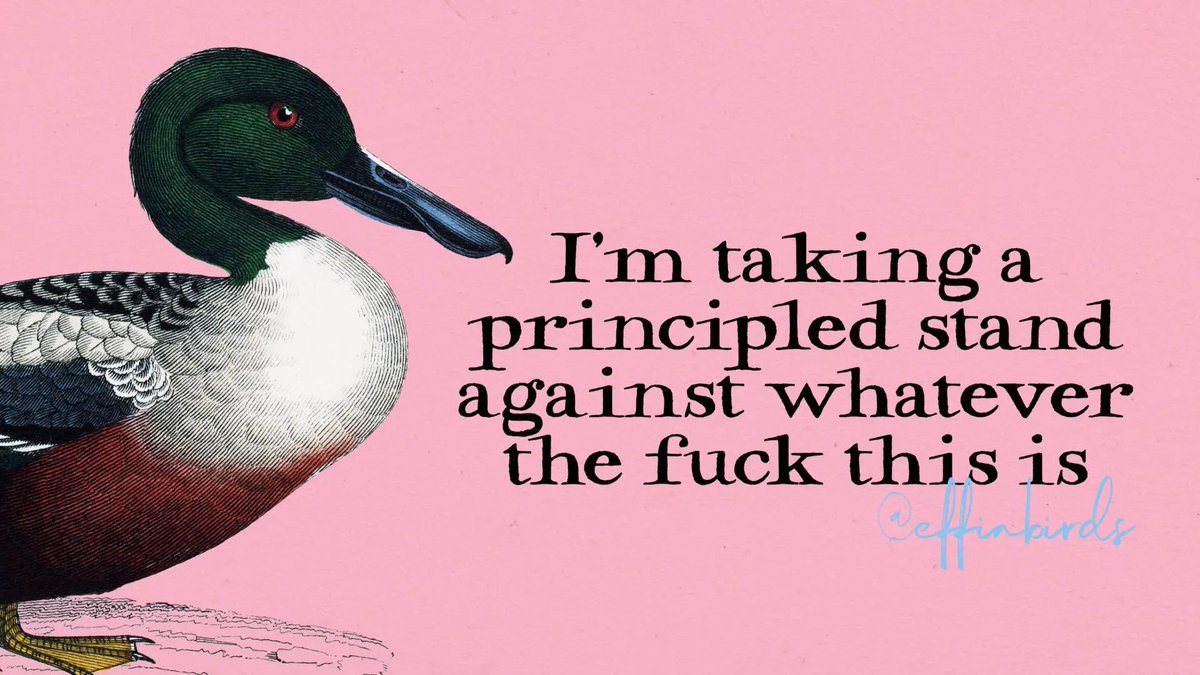 Effin' Birds (@effinbirds) on Twitter photo 