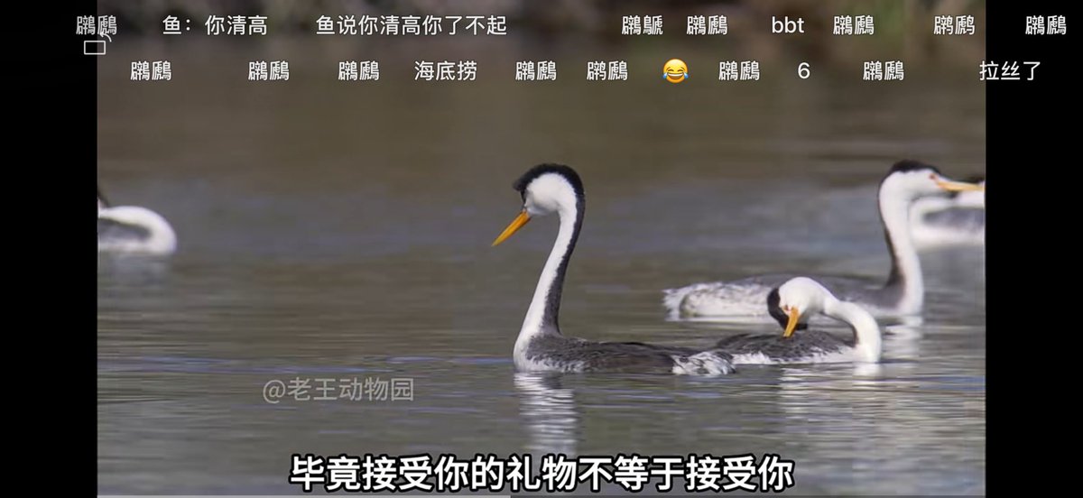 草🌿，还是要送的 https://t.co/nJ4F80yKiW