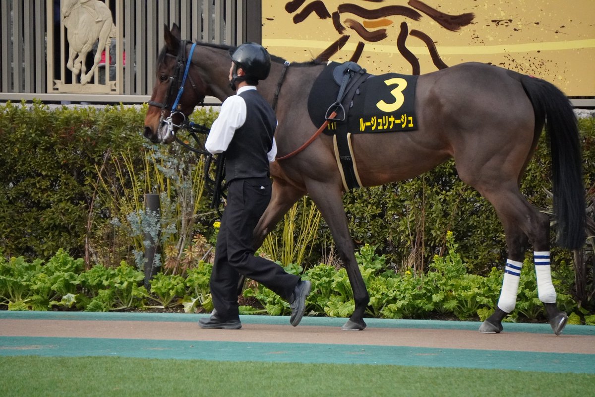 2014Standard's tweet photo. ラストランのルージュリナージュ
まだまだ現役で走って欲しかったよ https://t.co/KJrZJ8T0PP
