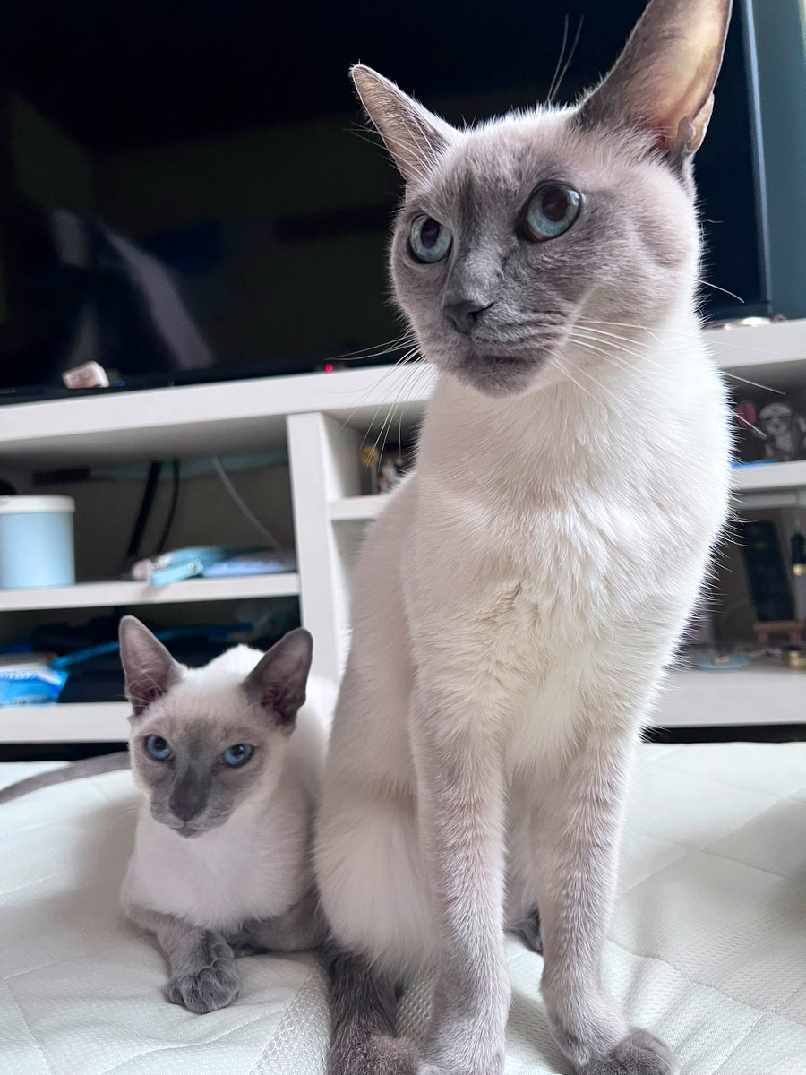 ❤︎ ❤︎ ❤︎ しゃむネコさん♡*゜❤︎ ❤︎ ❤︎ シャム猫 - Search / X