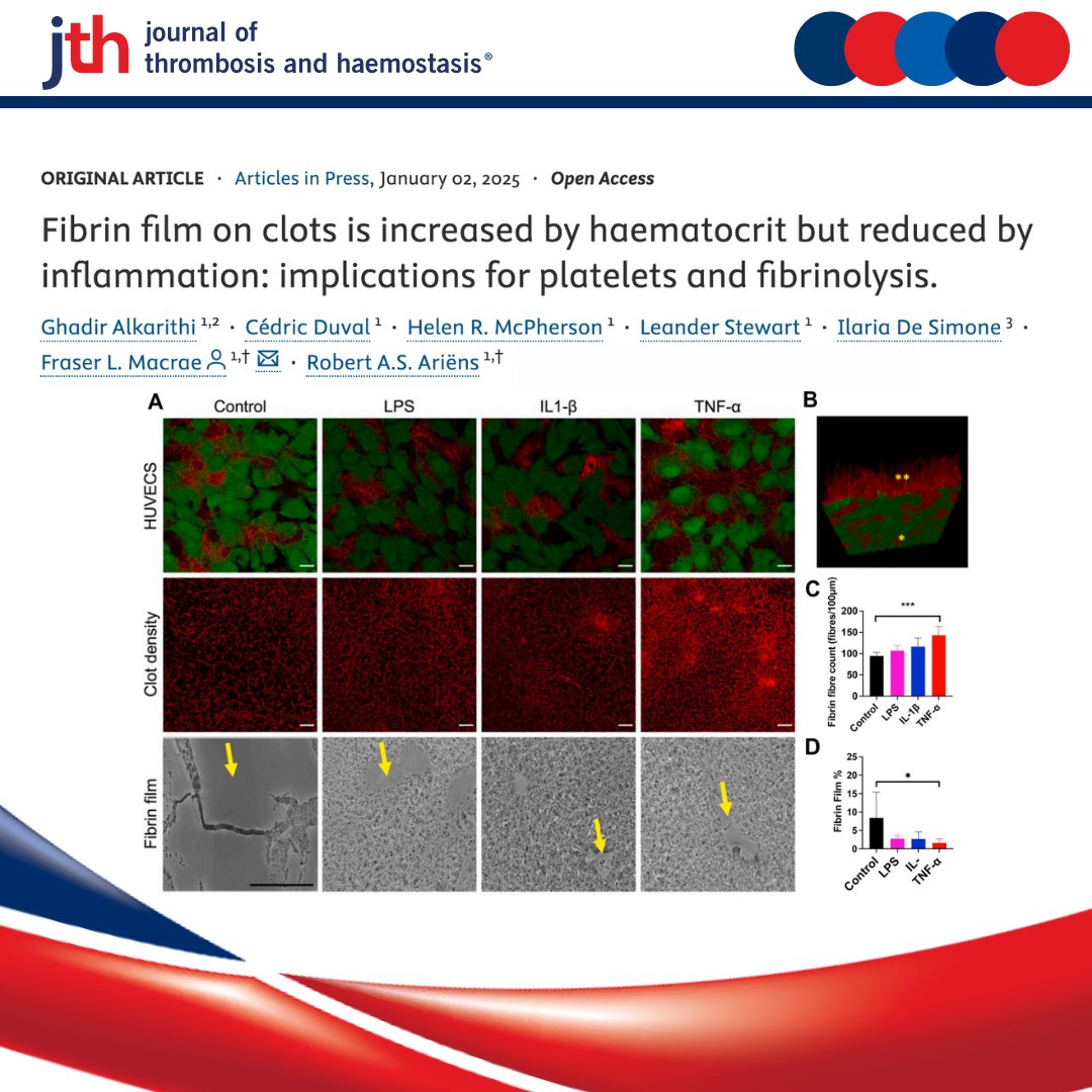 🔍 How does fibrin film formation influence clot stability, platelet adhesion, and fibrinolysis in thromboinflammatory conditions?

This Study
✅ Shows less fibrin film coverage in inflamed endothelial conditions, leading to increased platelet adhesion and clot growth
✅ Finds