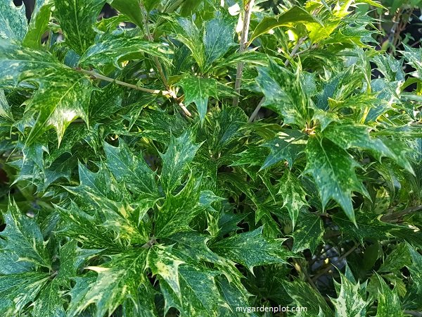 Some have called the false holly, ‘fake holly’...rather unfair, it’s a beautiful shrub, and easy care:
mygardenplot.com/osmanthus-hete…