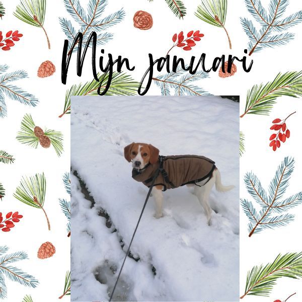 Januari, je leek wel eindeloos te duren. Hij ging gewoon niet voorbij. Misschien kwam het door de leuke decembermaand? Er was gelukkig wel genoeg tijd voor leuke dingen en er was sneeuw! Ik vertel je graag meer over mijn maand. Lees je mee? buff.ly/40ybwaa