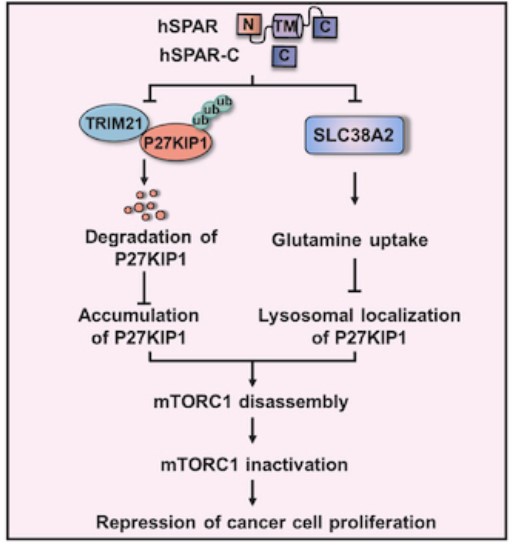sreeparna_b's tweet image. Last week&apos;s papers on #cancer #metabolism &amp;amp; #glutamine via @Bims_BiomedNews 

biomed.news/bims-glucam/20…
with many excellent reviews

Top pick: Micropeptide hSPAR regulates glutamine levels and suppresses mammary tumor growth via a TRIM21-P27KIP1-mTOR axis. embopress.org/doi/full/10.10…