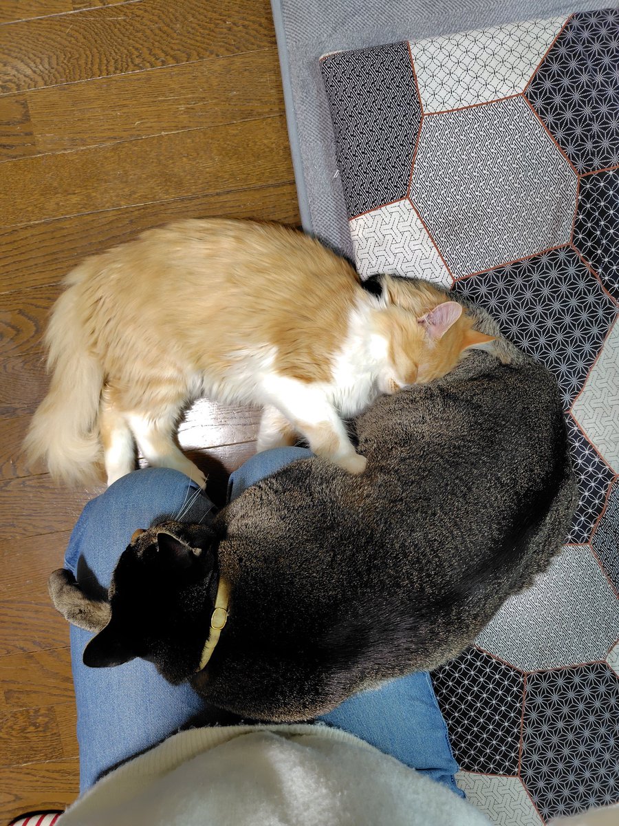 mmm314314mmm's tweet photo. 幸せ😻
（足しびれてるけど…🥹）

#ねこのいる幸せ #猫好きさんと繋がりたい https://t.co/FZn0HVVZgJ