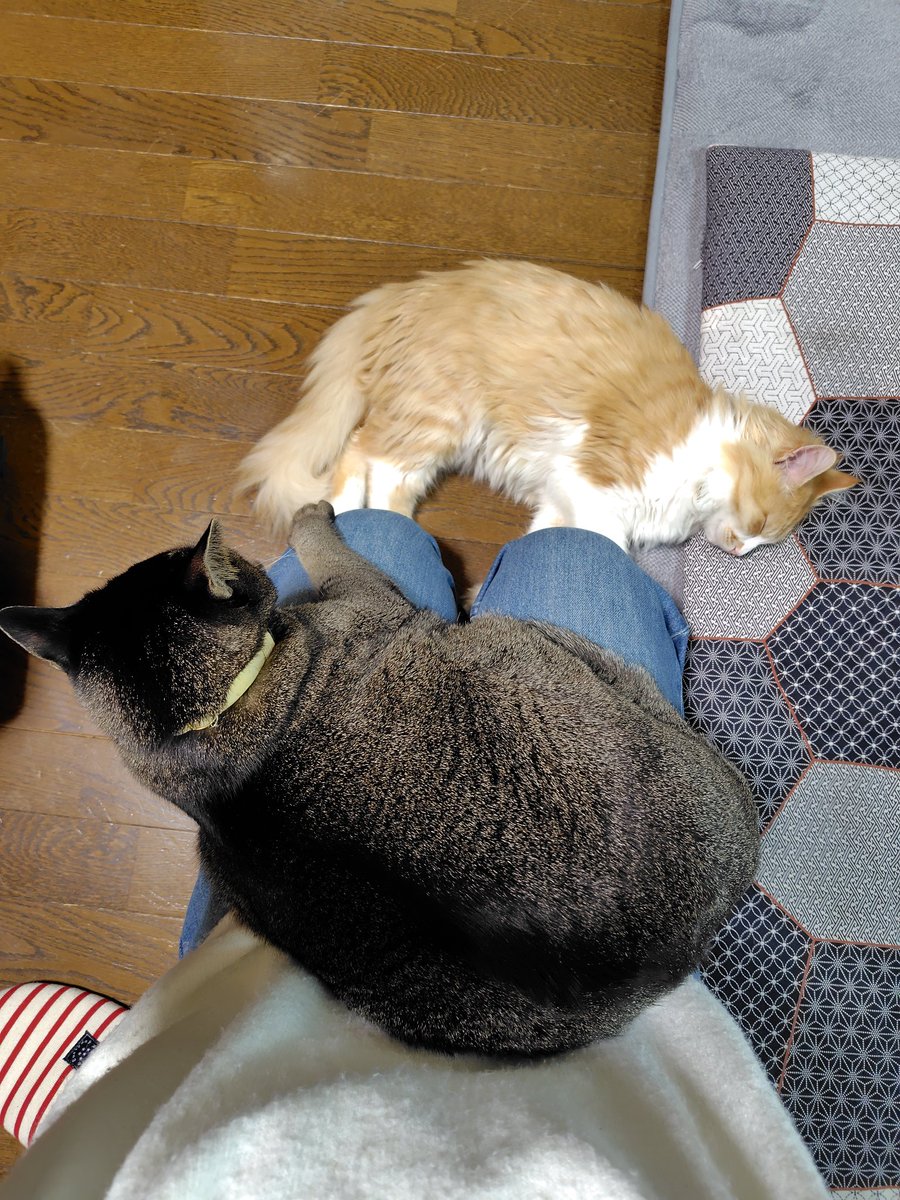 mmm314314mmm's tweet photo. 上がってきた😻
（7kgあります🥹）

#猫が重い 
#ねこのいる幸せ https://t.co/fa3ov46cDk