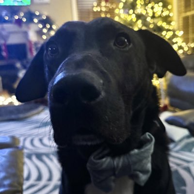 rlmoses66's tweet photo. #NewProfilePic https://t.co/CdcCUpX2JM