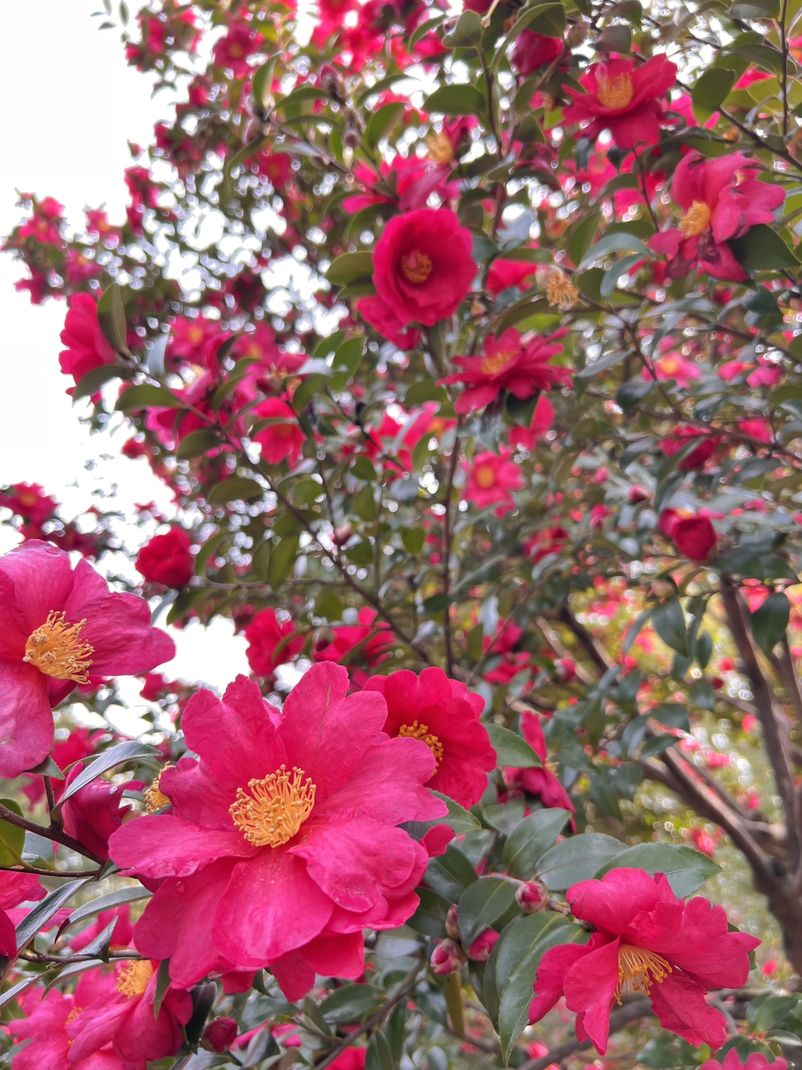 鶴舞公園 on X: 鶴舞公園 on X: