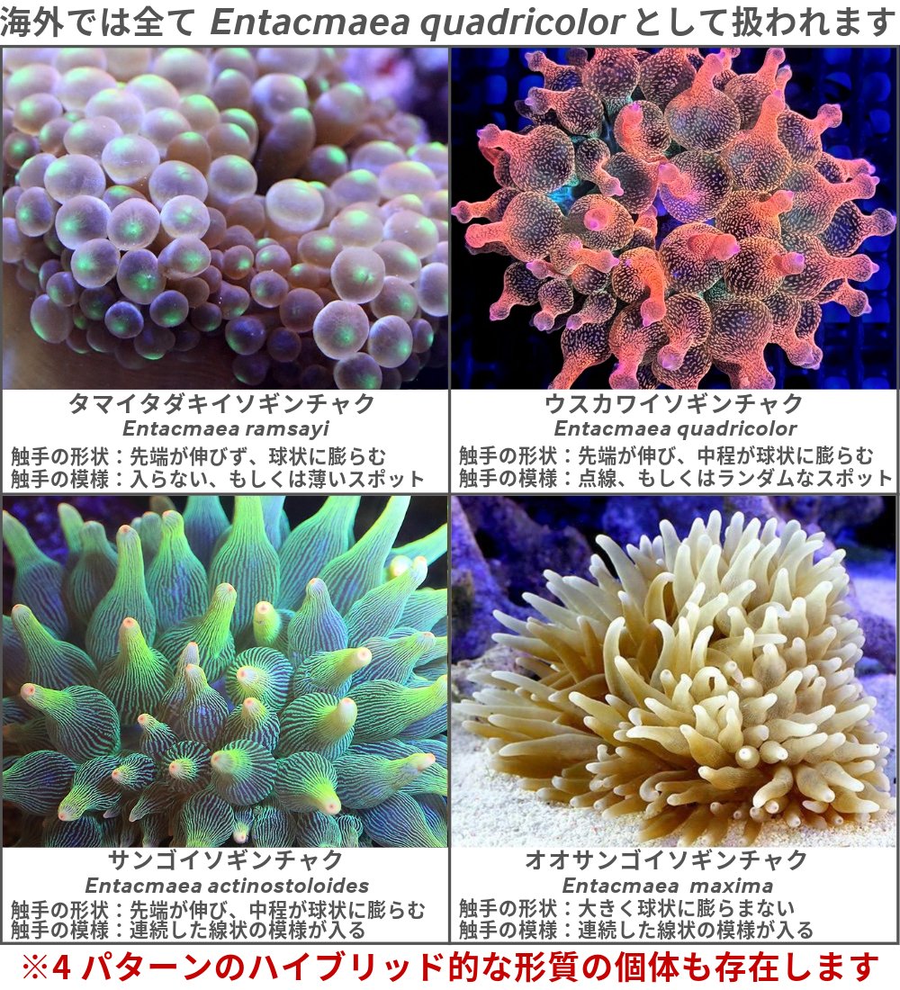 サンゴイソギンチャクグループの分類は非常に難しく、研究者によって