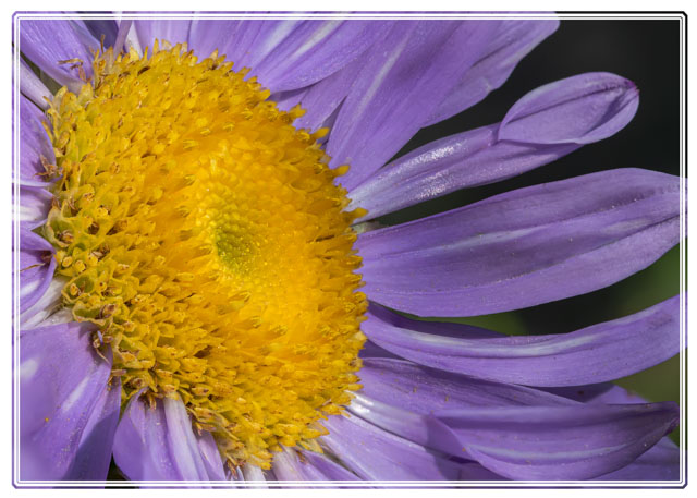 photos_dsmith's tweet photo. Any #garden comes #alive with an #aster #flower in its #flowerbeds. These #multicoloured #Flowers attract all kinds of #wildlife. Shot in a #Cheshire garden by a local #photographer. #flowerphotography #gardenphotography #plants #NaturePhotography #nature #macrophotography https://t.co/zzlfEZHC10