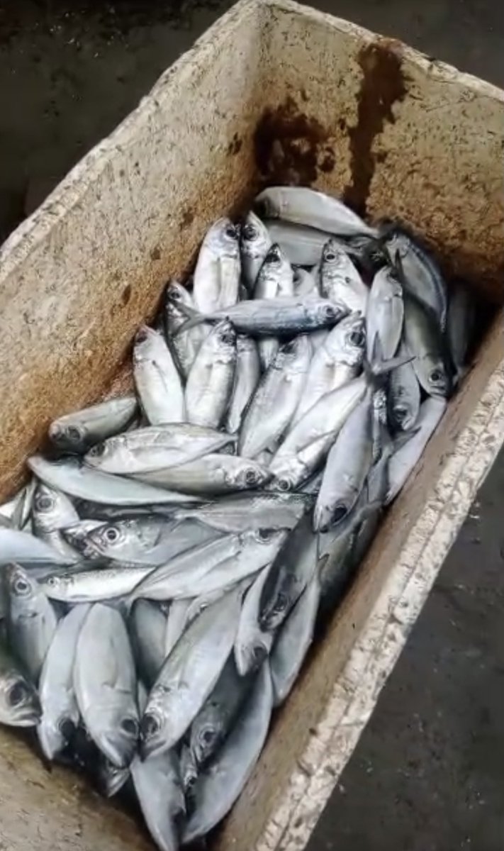 kmutami92's tweet photo. Jumat (10/01), Tri Utami, Luhkan Kab. Jembrana, di POKLAHSAR Bunga Harapan Ds Banyubiru, melaporkan Produksi ikan kembung, Januari 2025, sebanyak 30 kg, harga jual 30000/kg 
#GiatLuhkanSatminkalGONDOL #Jembrana #Produksi @kkpgoid @bppsdm_gondol @pusluh_bppsdm @bppsdm_kp https://t.co/lTSPOSVER3
