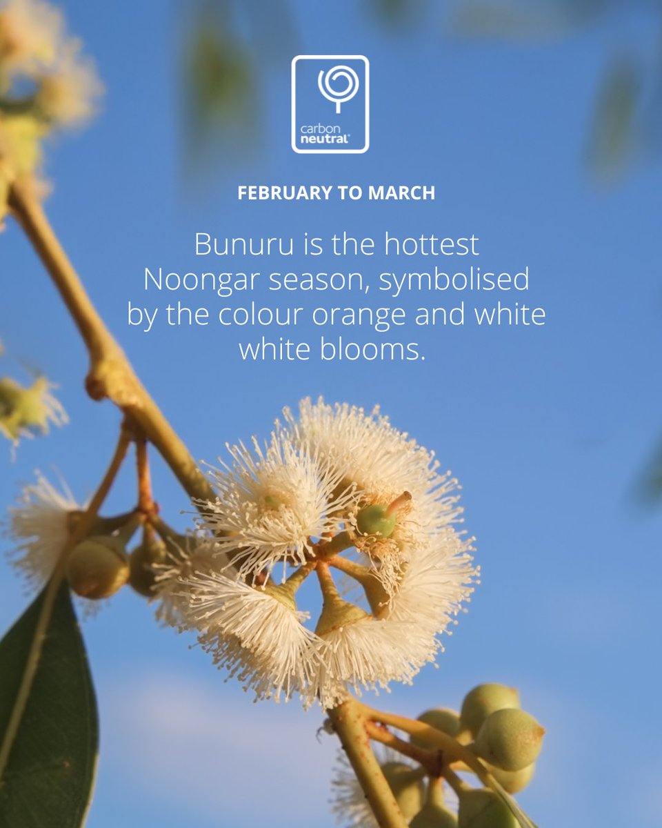 February to March marks Bunuru, the hottest Noongar season, symbolised by the colour orange. With scorching easterly winds and cooling sea breezes, it’s the perfect time to enjoy the coast, rivers, and estuaries 🌞 🌿

#Bunuru #NoongarSeasons #Biodiversity