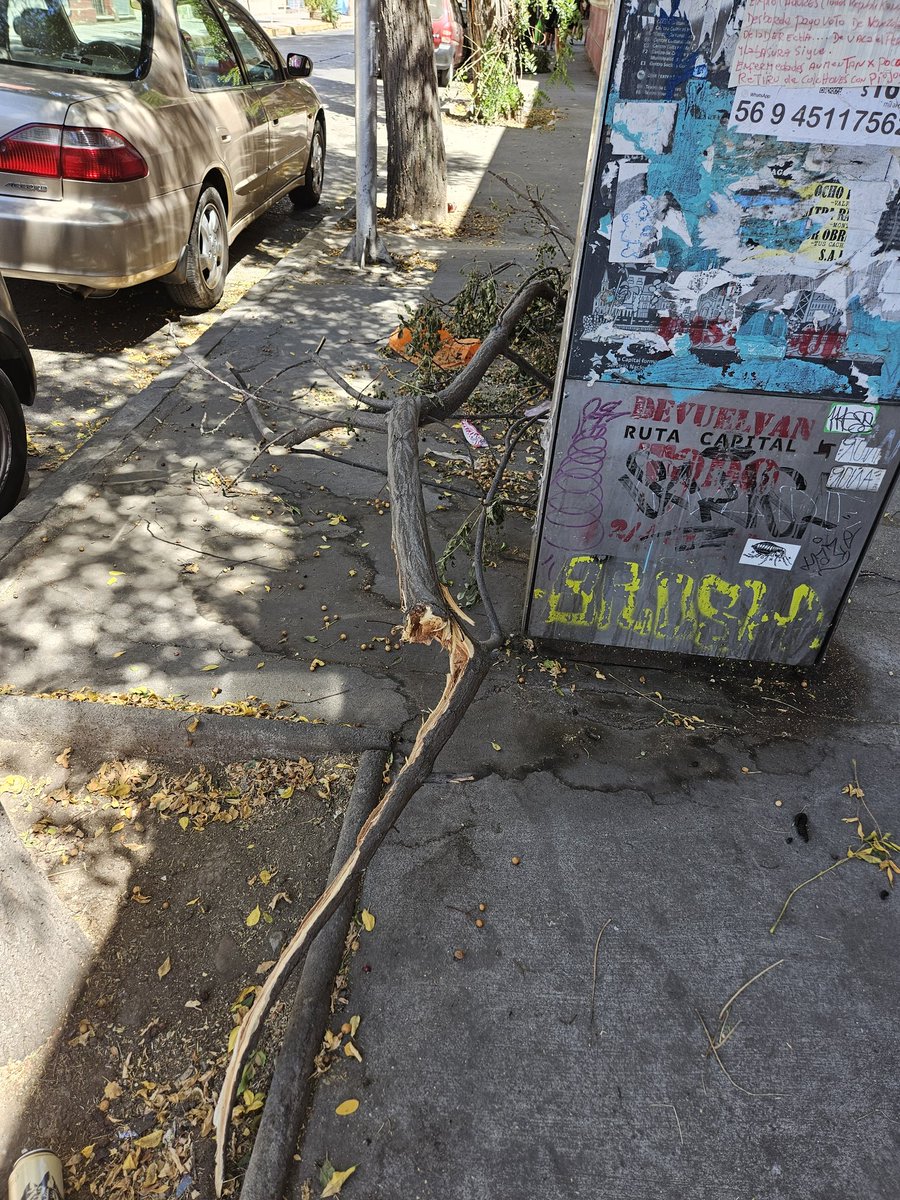 Aquí en el #BarrioYungay vivimos en completo #Abandono, una de las más tristes aristas es la verdadera #DeforestaciónUrbana que se observa a simple vista cuando se pasea por sus calles

<a href="/Muni_Stgo/">Santiago</a>
<a href="/desbordes/">Mario Desbordes Jiménez</a> 
<a href="/amoarbolurbano/">Árbol Urbano</a> 
<a href="/MiBarrioYungay/">Barrio Yungay</a>
<a href="/Gob_Santiago/">Gobierno de Santiago</a>
<a href="/Orrego/">Claudio Orrego L.</a>
<a href="/amoarbolurbano/">Árbol Urbano</a>
