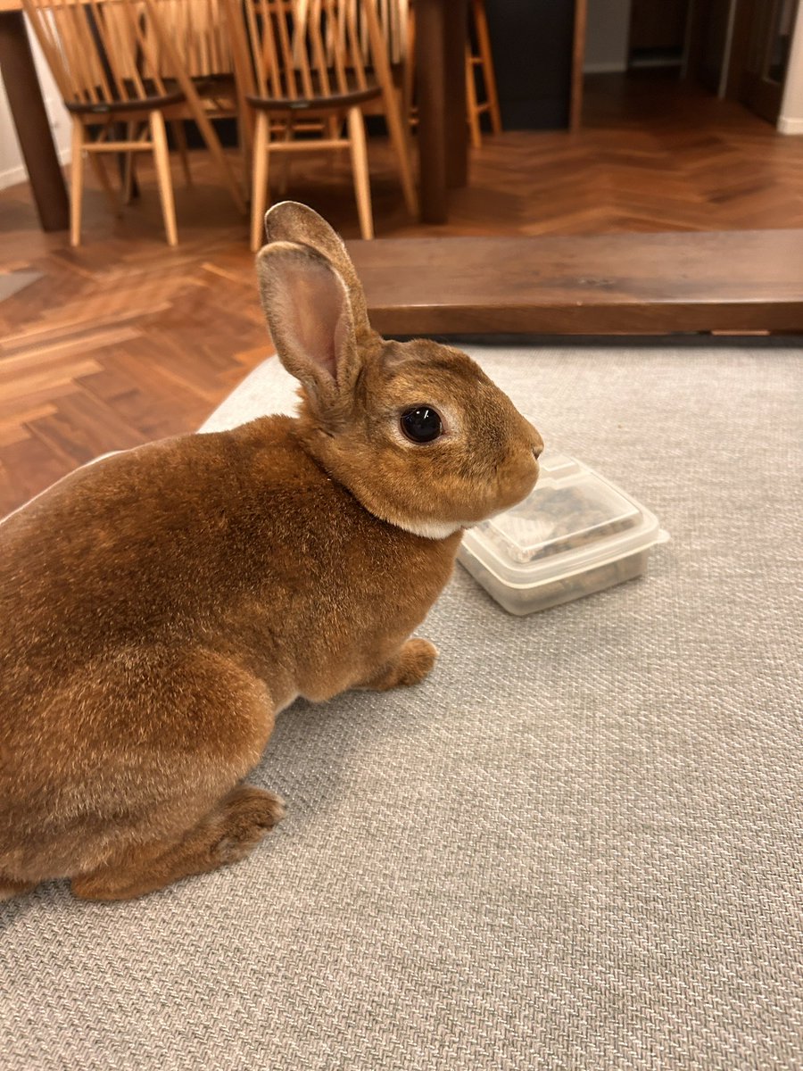 らむすけ tweet media