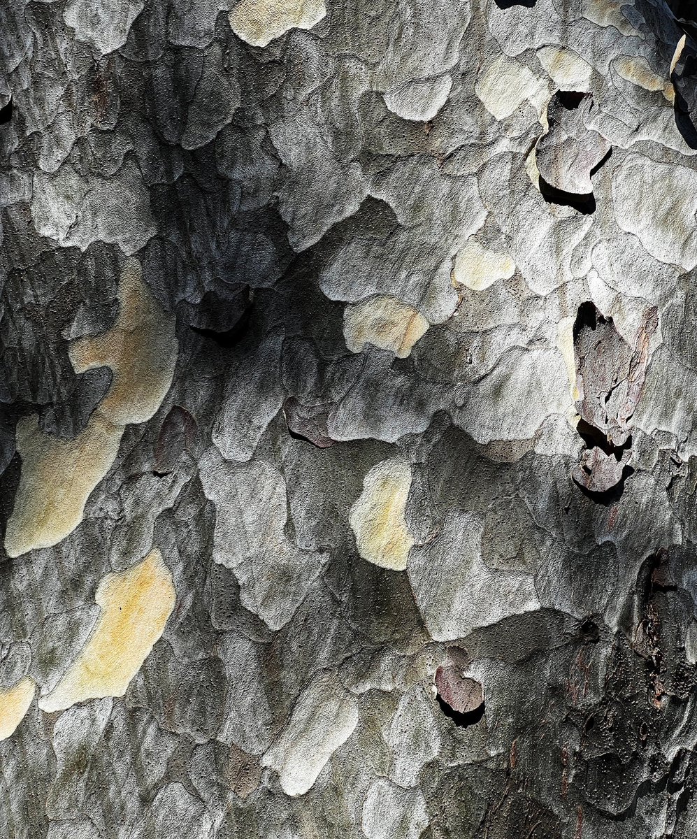 烽火戏佳人 tweet media