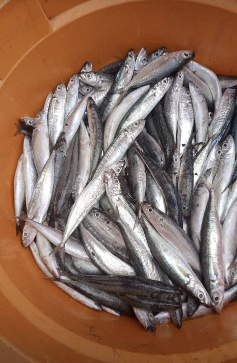 kmutami92's tweet photo. Selasa (21/01), Tri Utami, Luhkan Kab. Jembrana, di POKLAHSAR Bunga Harapan Ds Banyubiru, melaporkan Produksi ikan layang, Januari 2025, sebanyak 20 kg, harga jual 20000/kg 
#GiatLuhkanSatminkalGONDOL #Jembrana #Produksi @kkpgoid @bppsdm_gondol @pusluh_bppsdm @bppsdm_kp https://t.co/39YUdsZsz4