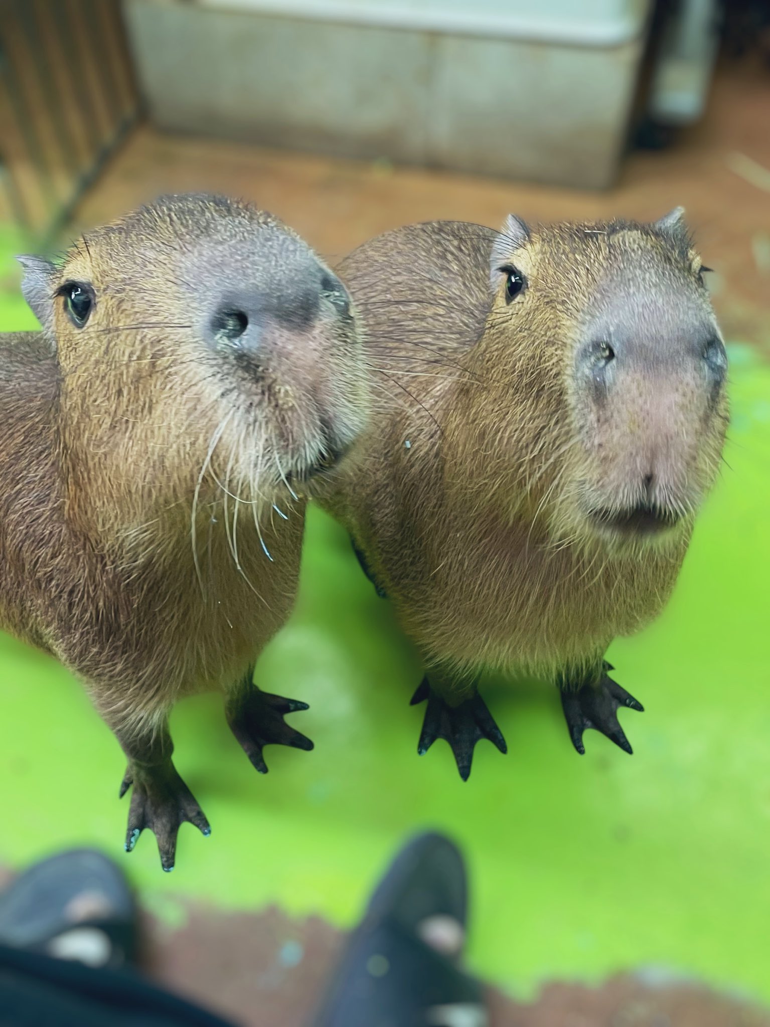 かぴばーです カピバラ Capybara - TOKYO動物図譜