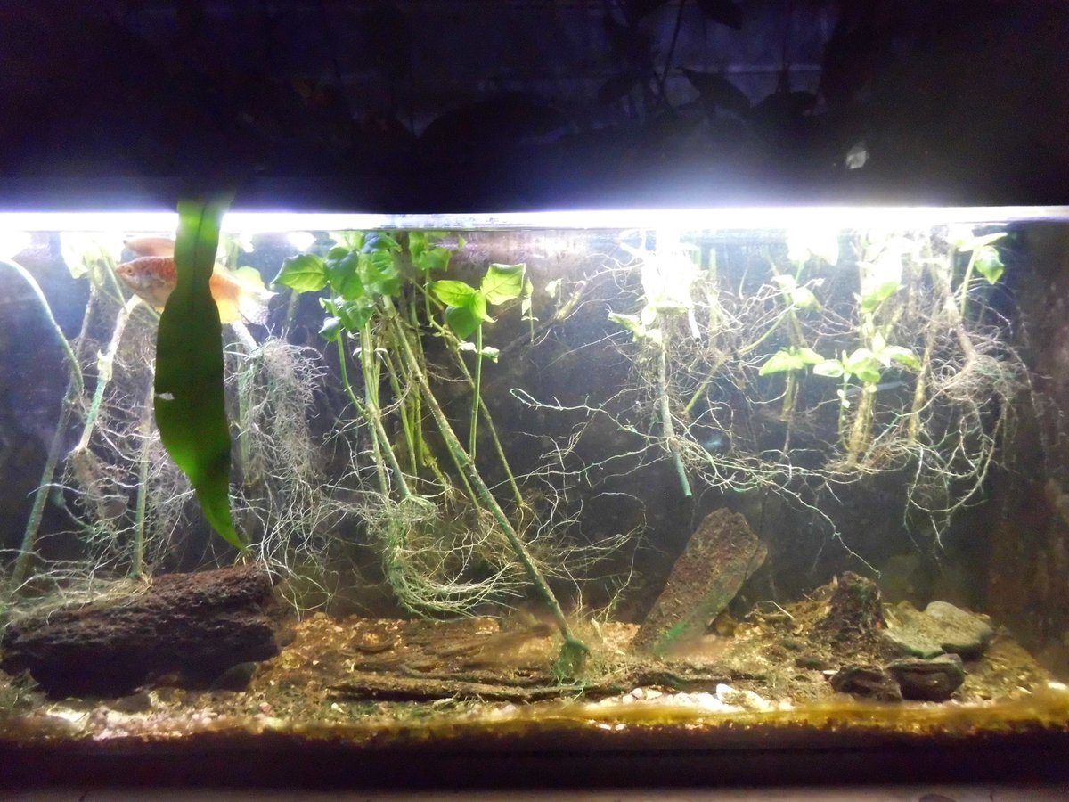 Pigpen🦁🐍 tweet media