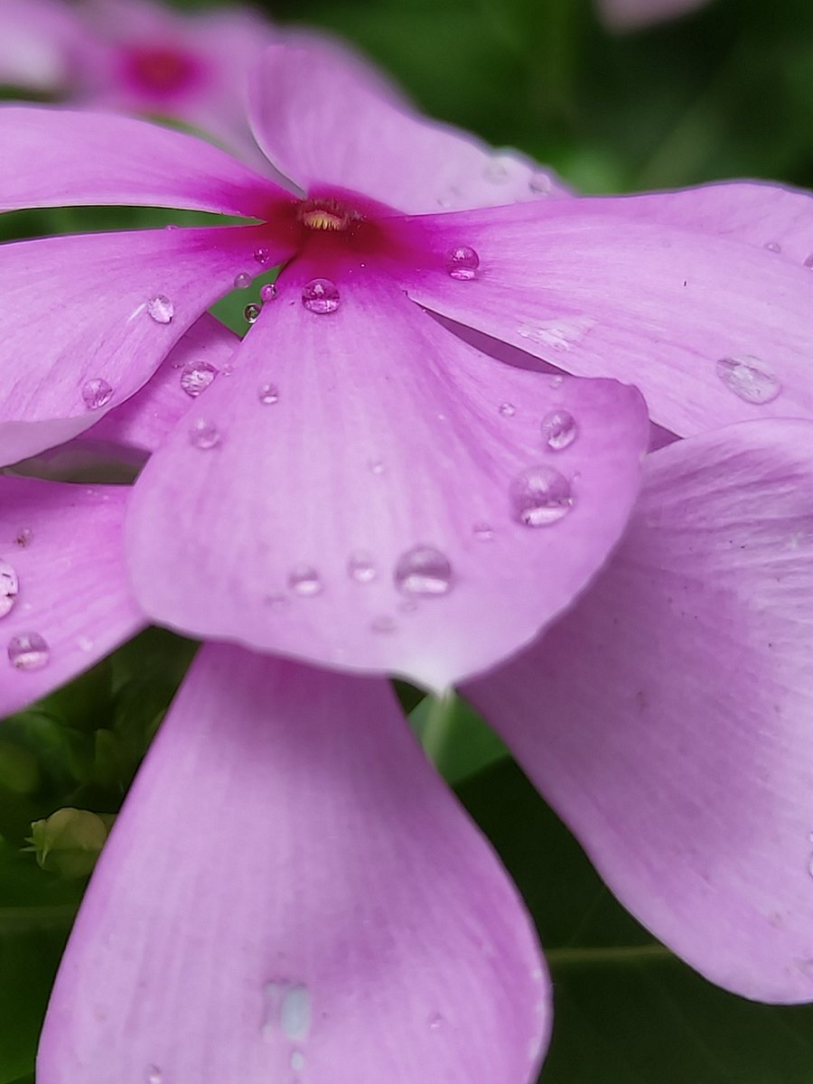 danii_iish's tweet image. 🌷🌷