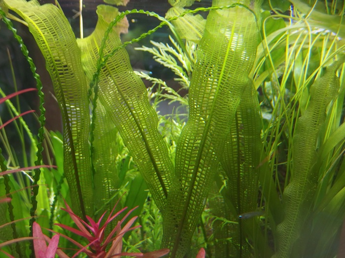明日の午前まで！　水草　アポノゲドンマダガスカリエンシスとのセット！ チャーム（charm） （水草）アポノゲトン マダガスカリエンシス