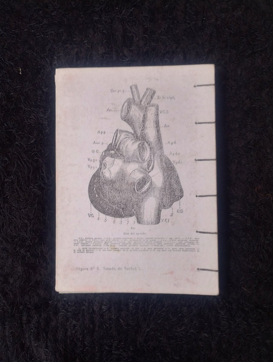 Roturas Temporales tweet media