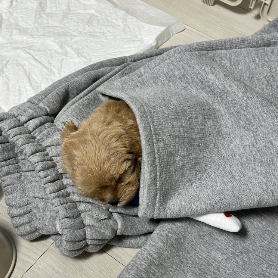 하 저만 보려고 했는데 참을수가없다
부리또강아지