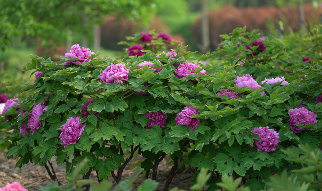 iShandong's tweet image. #StartofSpring, the first #SolarTerm of the year, begins today! This marks the arrival of #spring, as nature awakens with greenery and vitality. Days grow longer, temperatures rise, and the world comes alive with renewed energy. 🌱🌿☘️🌺🌼 #ShandongUpdates #24SolarTerms