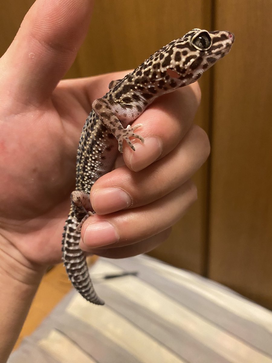 リュージ卍。 tweet media