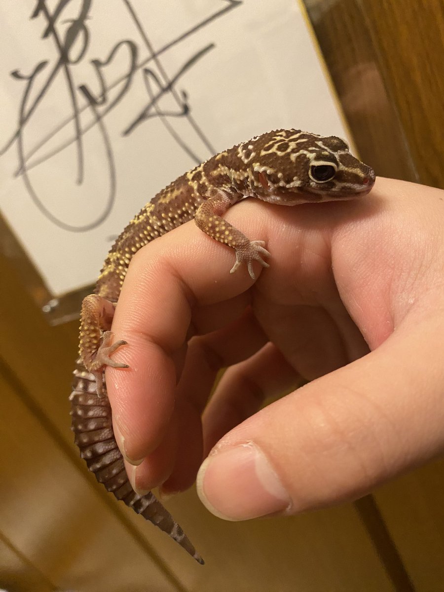 リュージ卍。 tweet media