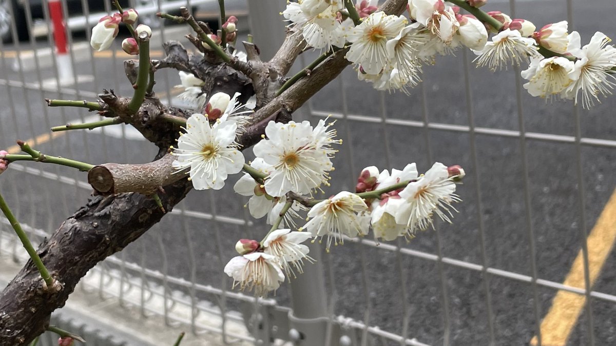今日は立春🌸
暦の上では、春だそうです🌷
まだまだ寒いけど、お庭の梅の花は春を告げています🤗
