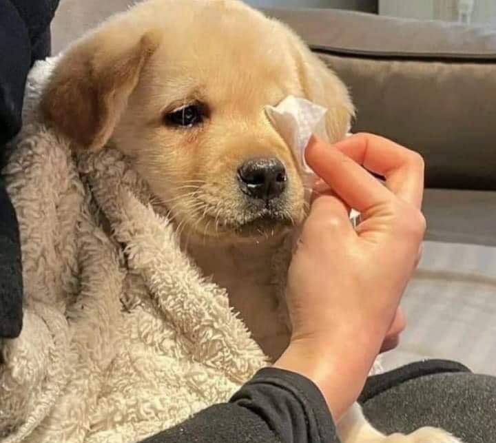 El tributo de los #GRAMMYs a Liam Payne, soy un mar de lágrimas