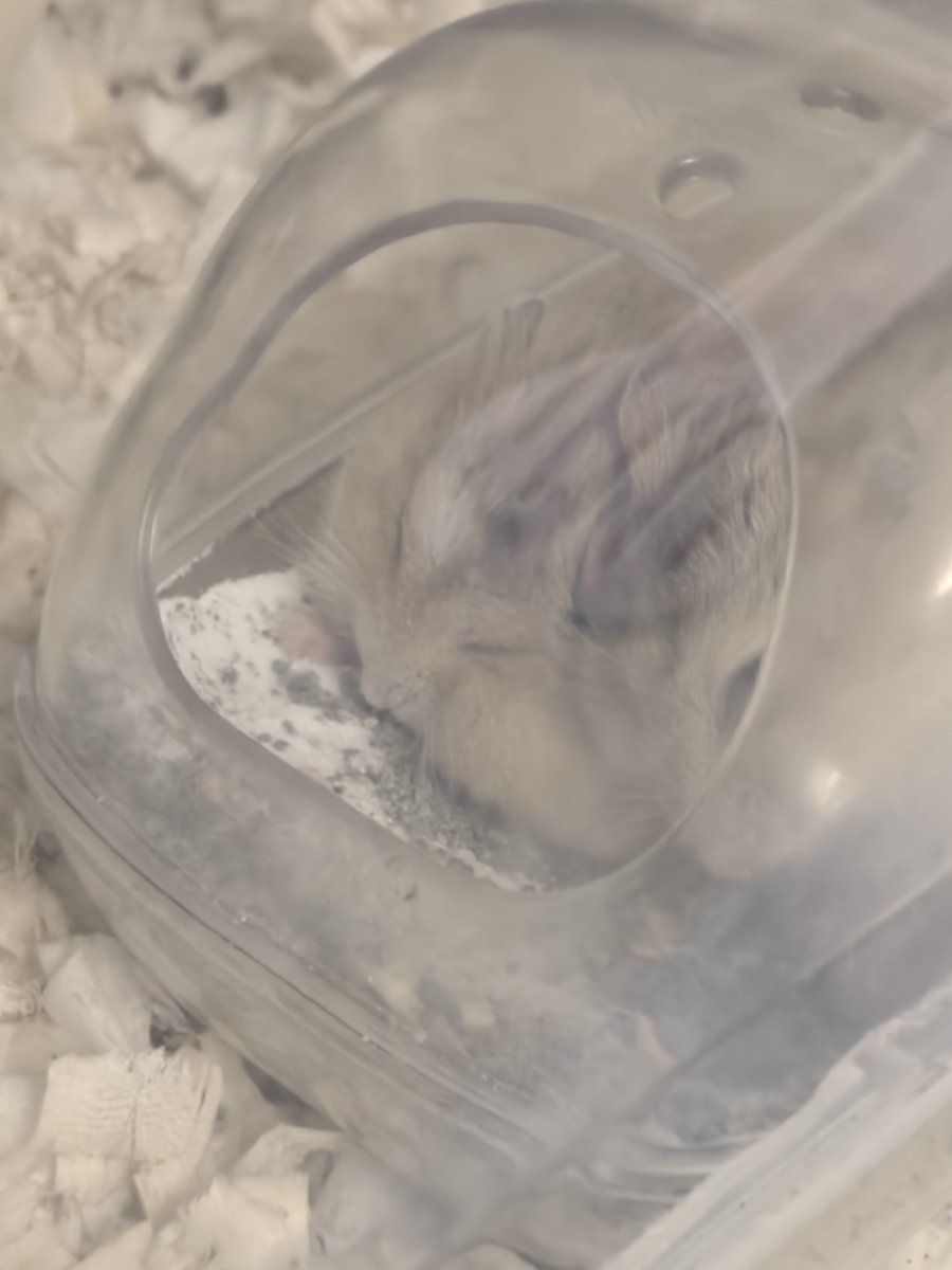 东云鸭社-嘎嘎 tweet media