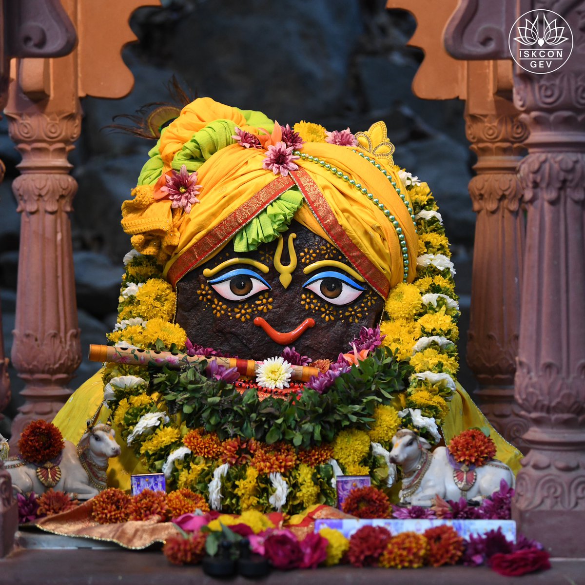 IskconGev's tweet photo. ✨ Sri Sri Radha Vrindavan Bihari & Sri Sri Radha Madanmohan Daily Darshan ✨
Immerse in the divine beauty of Their Lordships at Govardhan Eco Village!
#DailyDarshan #RadhaVrindavanBihari #RadhaMadanmohan #GovardhanEcoVillage https://t.co/ZWINcONBrX