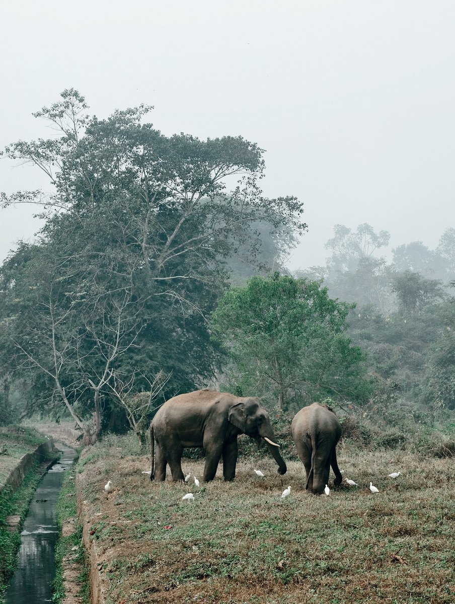 amarcena's tweet photo. When facing the house, the elephant is often seen as a guardian, protecting the home from negative energy. https://t.co/fc0qs7bnGK