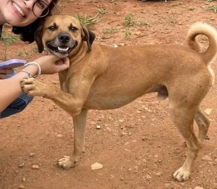 *Encuentro a un perrito callejero*

Yo: