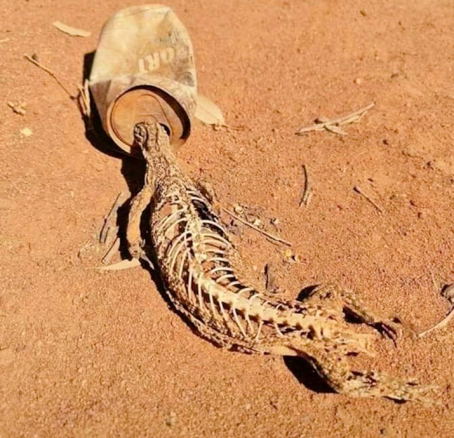 itschampiontv's tweet photo. ARV ZIKO LIMITED, KUWA MAKINI USIKUWE KAMA HUYU LIZARD... https://t.co/cbYXlZmDBf