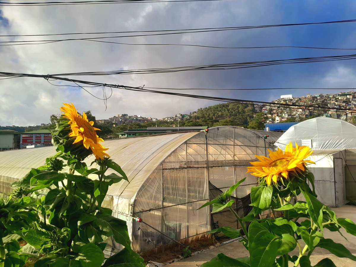 shawTLodiCakes's tweet photo. In another universe we're js two sunflowers facing each other ^^ https://t.co/bTsUgnU4vY