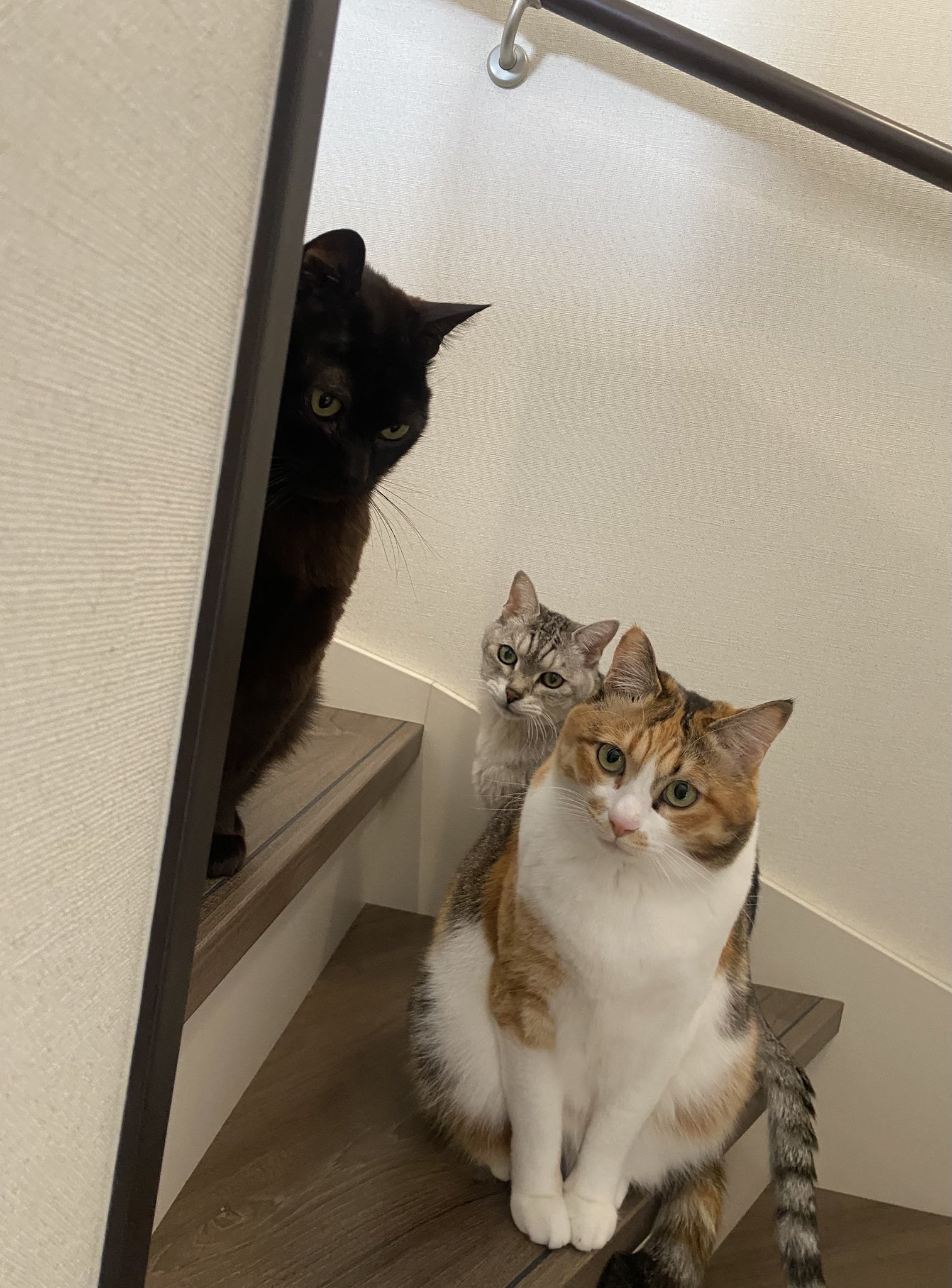 （ブランドロゴ）の人気ランキング 4匹の猫のママ (@30e9W9jTHpqeyUV) / X テープ・マスキングテープ