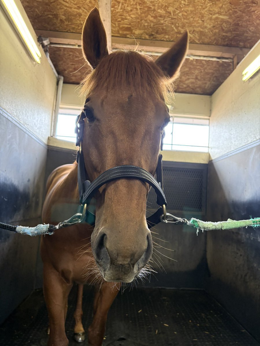 _RYUSEI_0531's tweet photo. レモンポップに会いに北海道へ🍋

良いお父さんになれますように🏇 https://t.co/XNF1ovDUZV